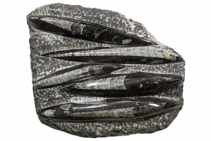 Polished Fossil Orthoceras (Cephalopod) Plate - Morocco #341457